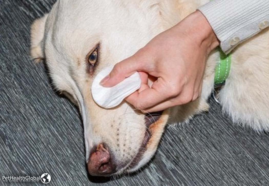 Dog getting eye cleaned 